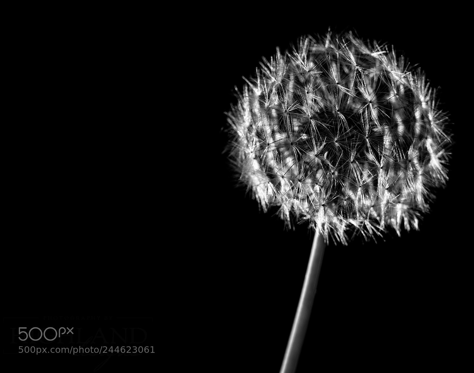 Sony a7 II sample photo. Dandelion b&w photography