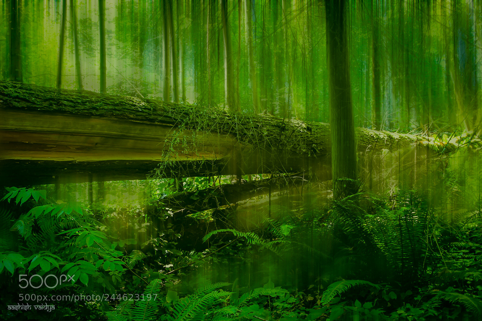 Canon EOS 600D (Rebel EOS T3i / EOS Kiss X5) sample photo. Fallen log, forest park photography