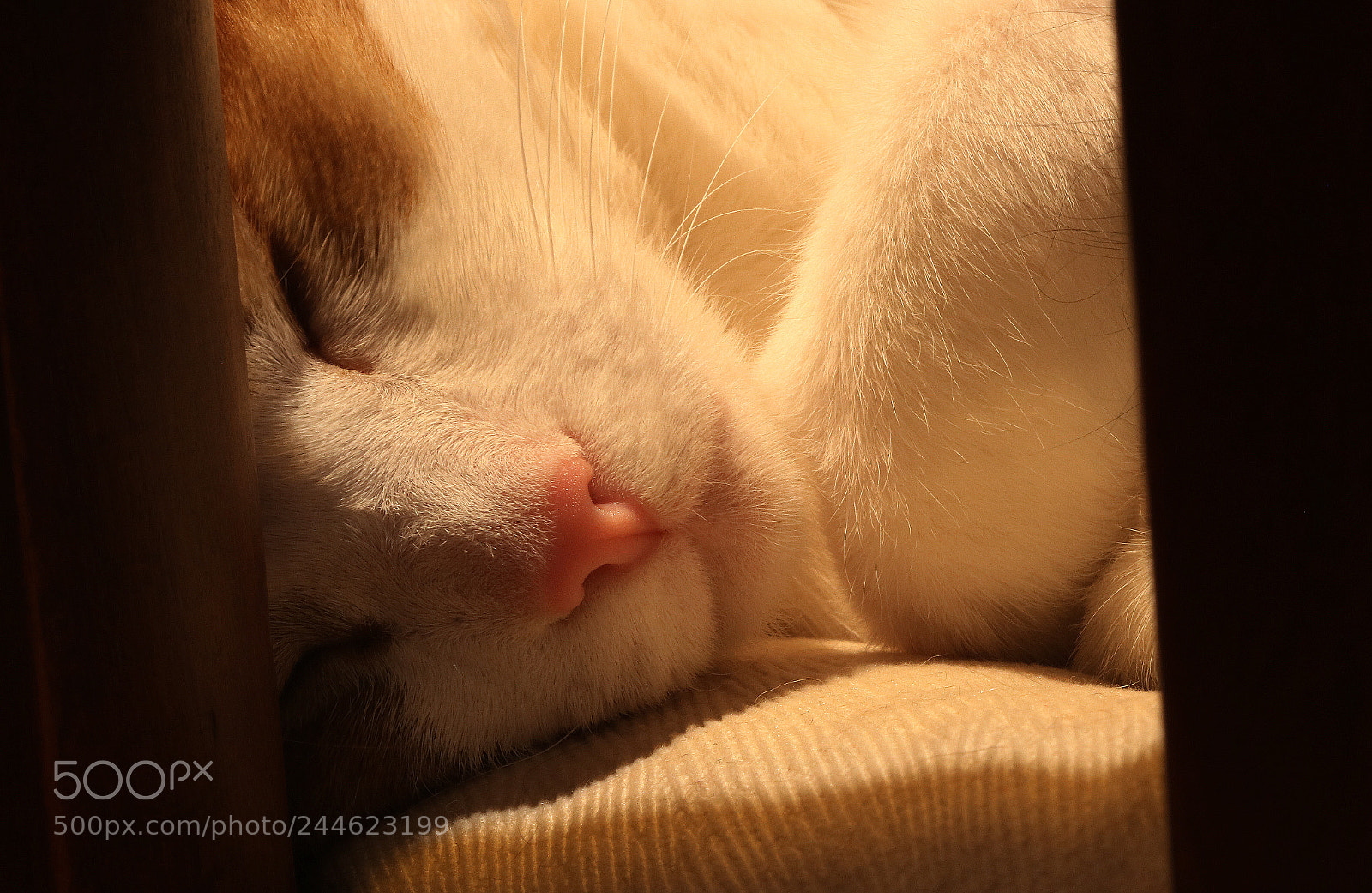 Canon EOS 750D (EOS Rebel T6i / EOS Kiss X8i) sample photo. Pink nose photography