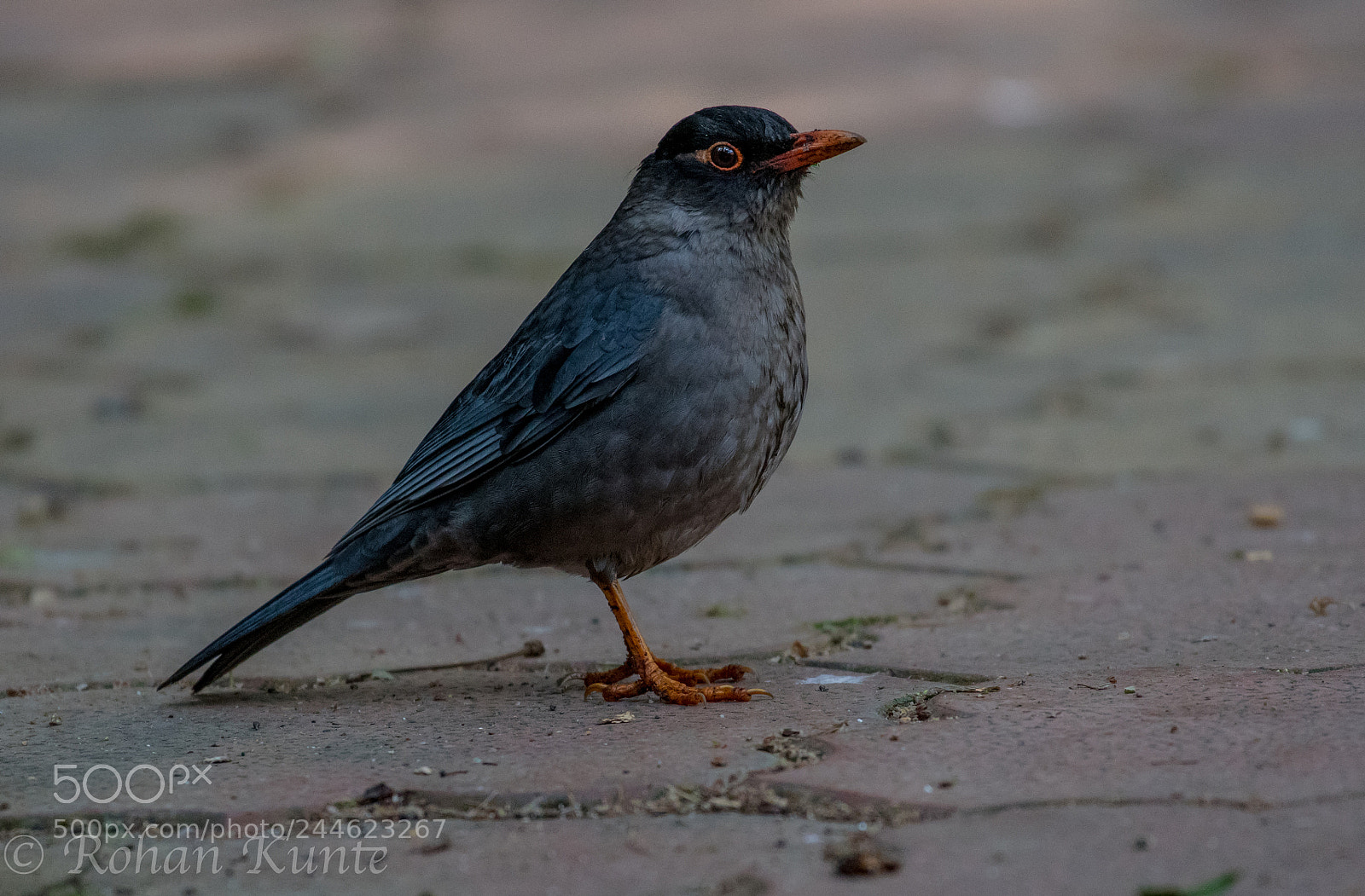 Nikon D500 sample photo. Black bird - female photography