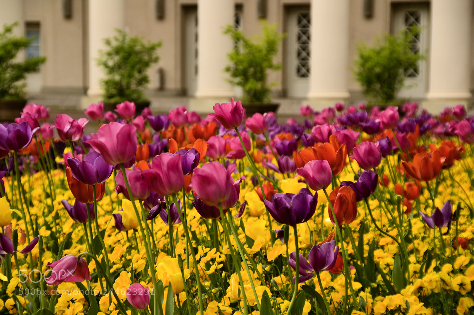 Nikon D3100 sample photo. Flower power photography