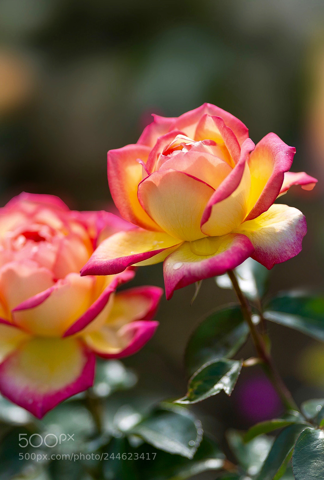 Nikon D800E sample photo. Untitled photography