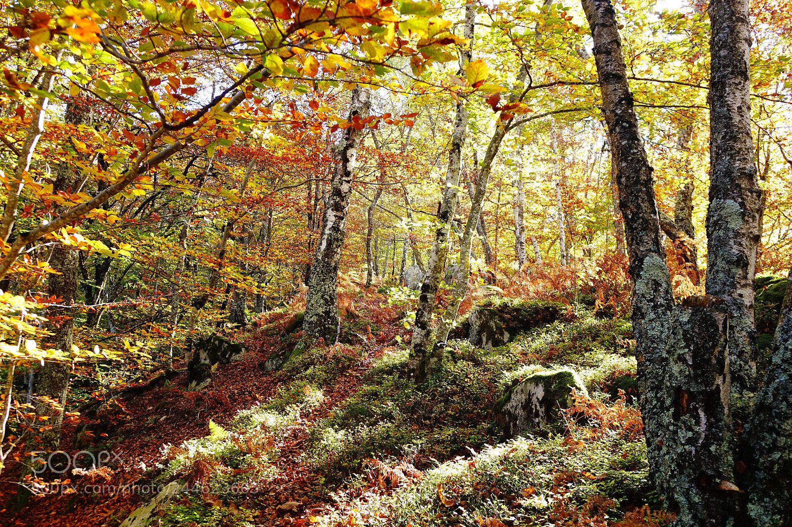 Sony Cyber-shot DSC-RX10 sample photo. Incredible forest photography