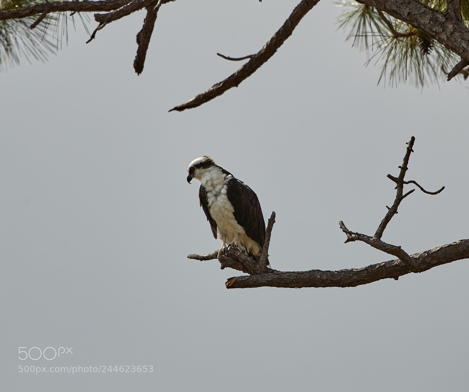 Canon EOS-1D X Mark II sample photo. 02-01-18-0001775.jpg photography