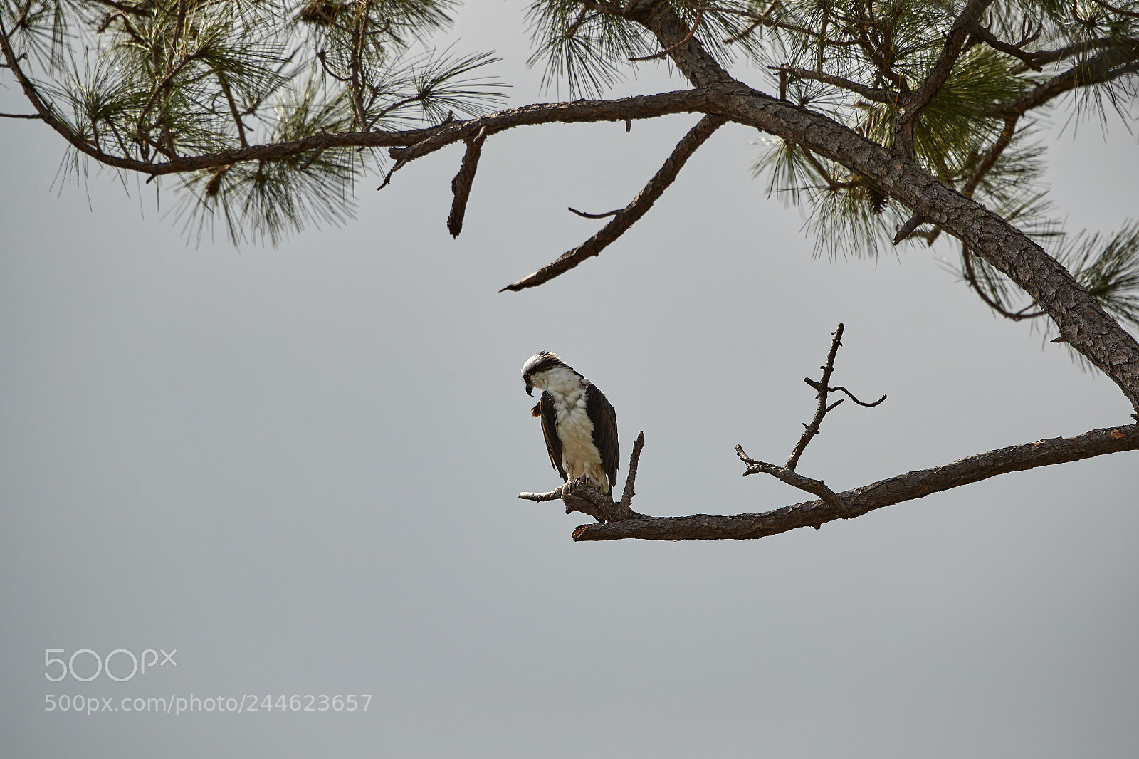 Canon EOS-1D X Mark II sample photo. 02-01-18-0001778.jpg photography