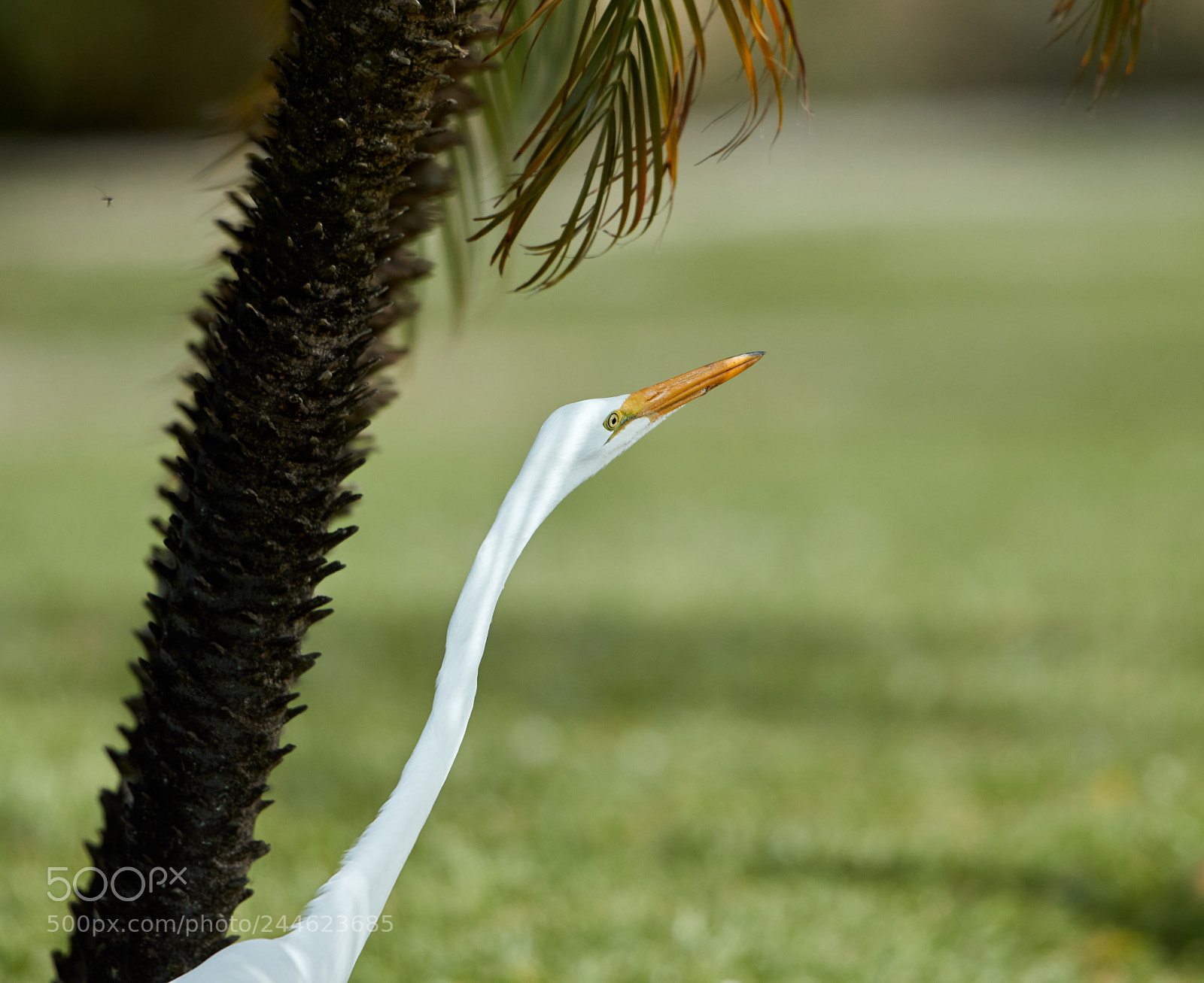 Canon EOS-1D X Mark II sample photo. 02-01-18-0001786.jpg photography
