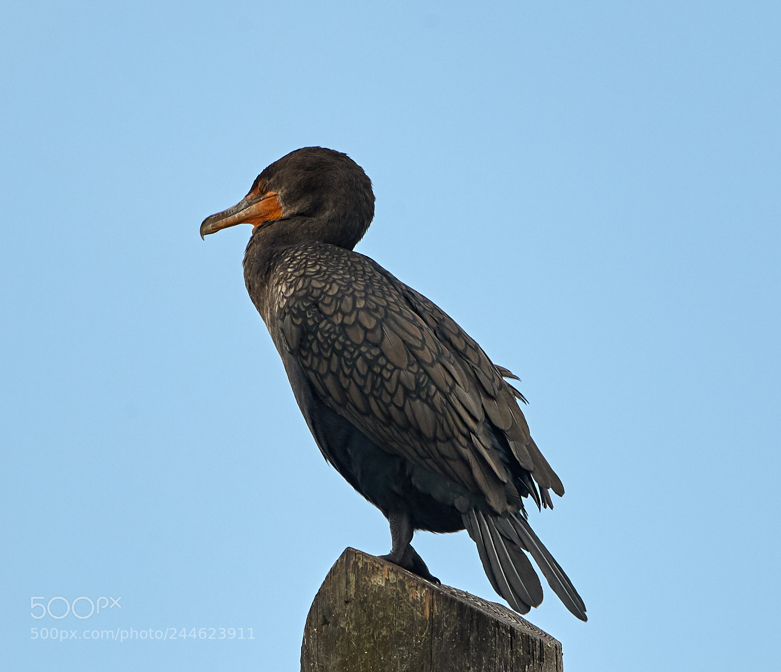 Canon EOS-1D X Mark II sample photo. 02-01-18-0001744.jpg photography
