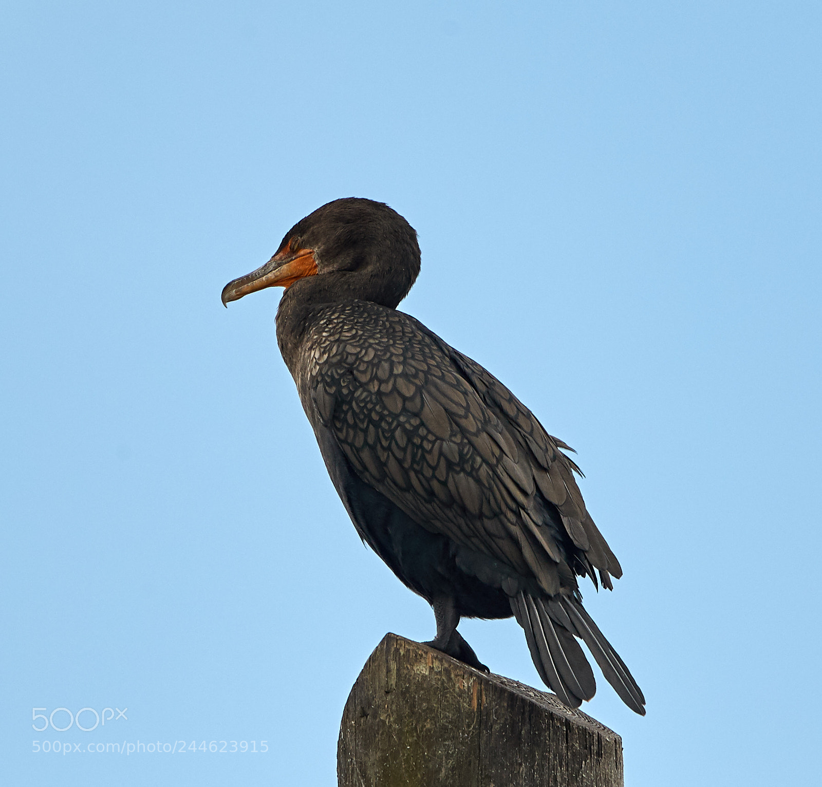 Canon EOS-1D X Mark II sample photo. 02-01-18-0001743.jpg photography