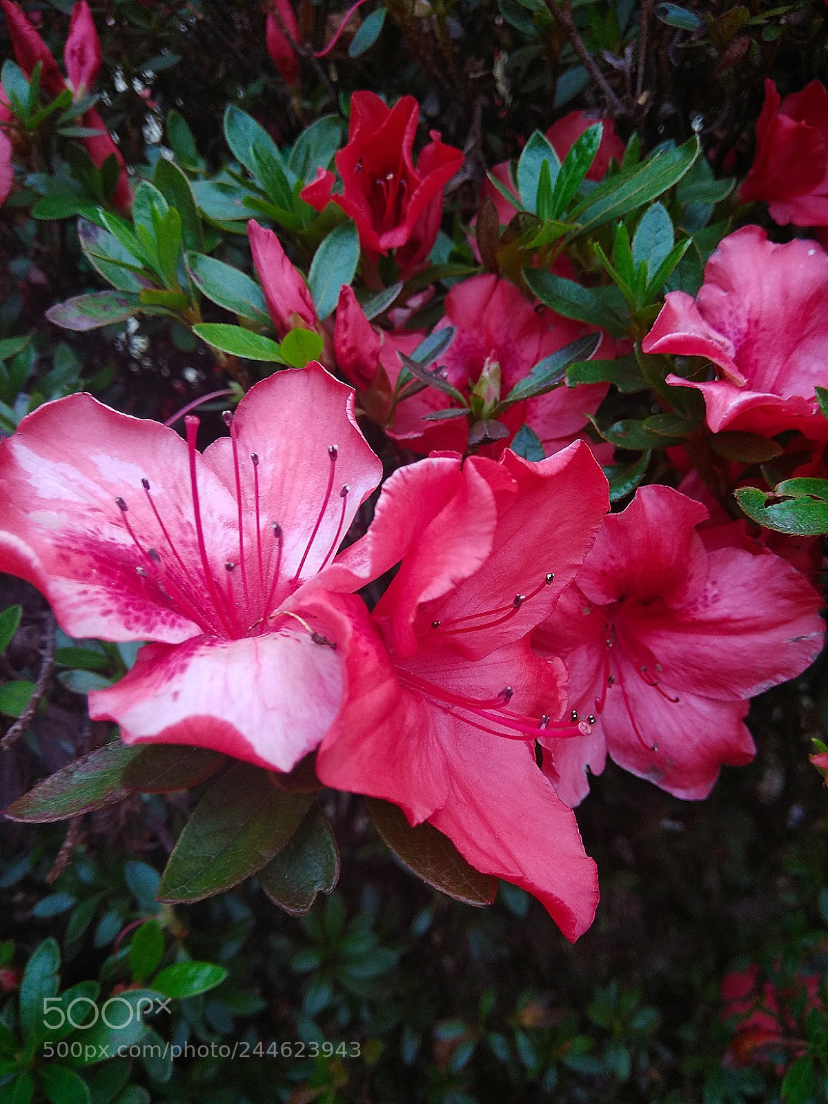 Xiaomi Redmi Note 4 sample photo. Unknown flowers.. photography