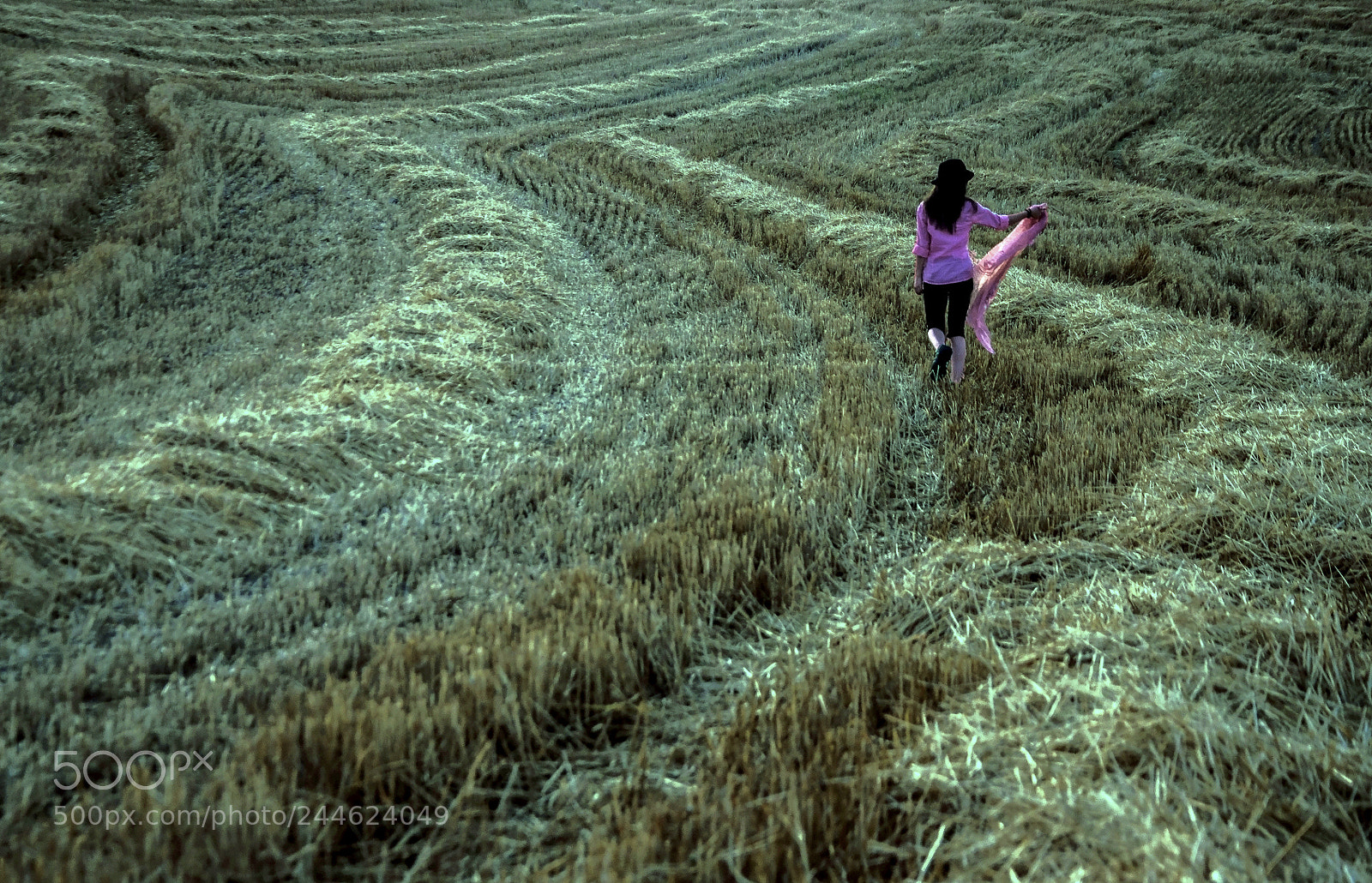 Nikon D90 sample photo. Harvest time photography