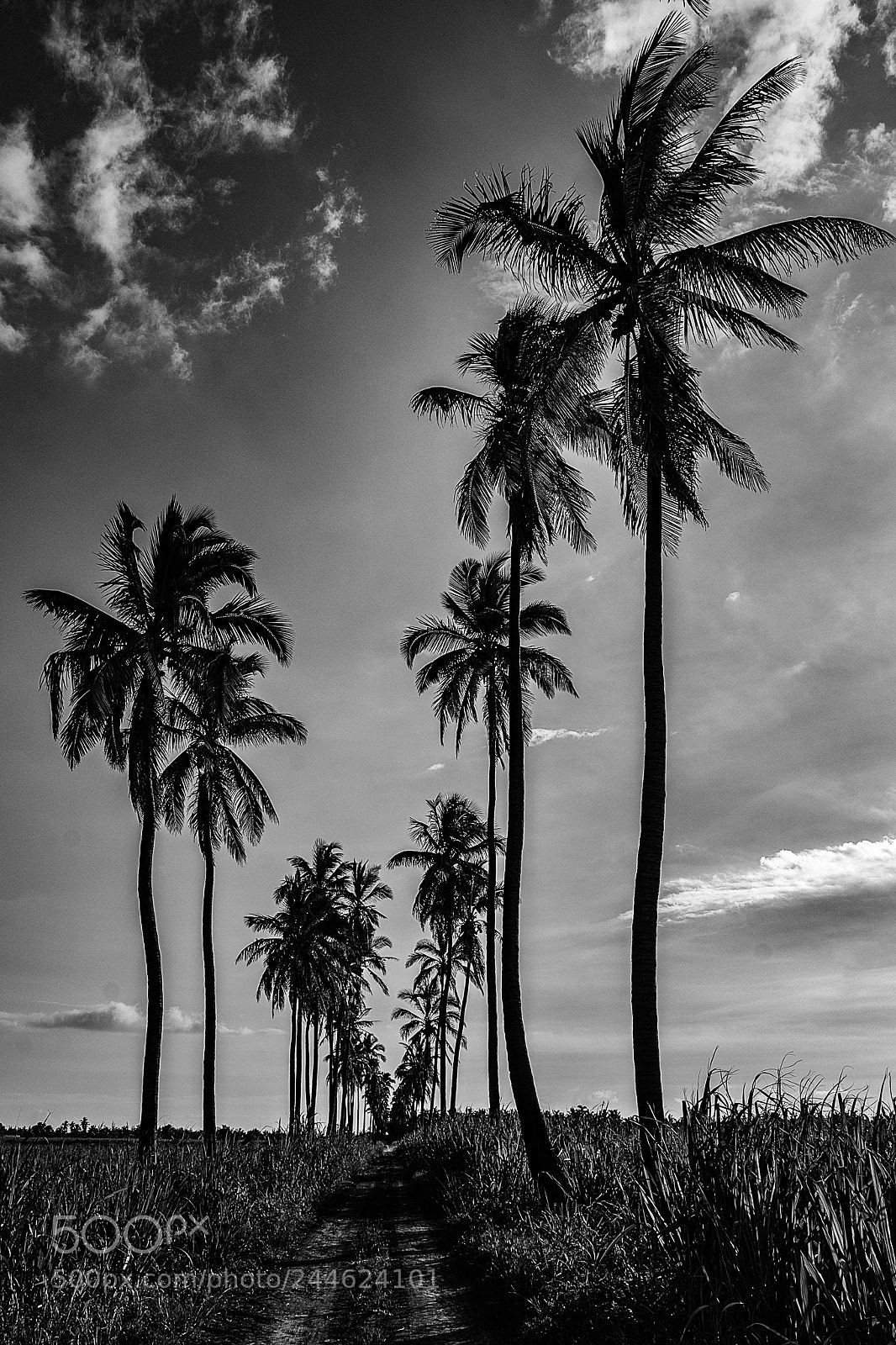 Sony a7 sample photo. Coconut way photography