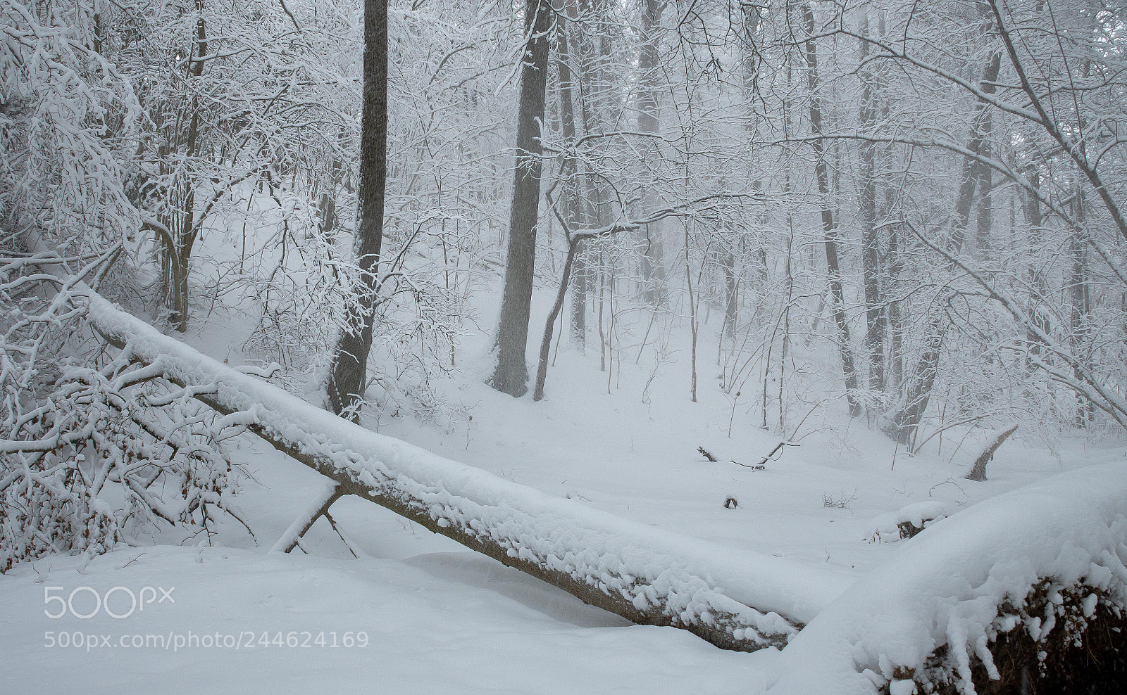 Nikon D500 sample photo. Десяточек минут зимней сказки photography