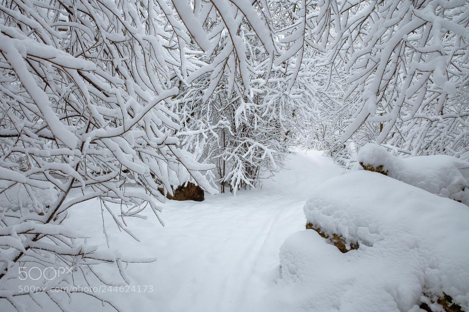 Nikon D500 sample photo. Десяточек минут зимней сказки photography