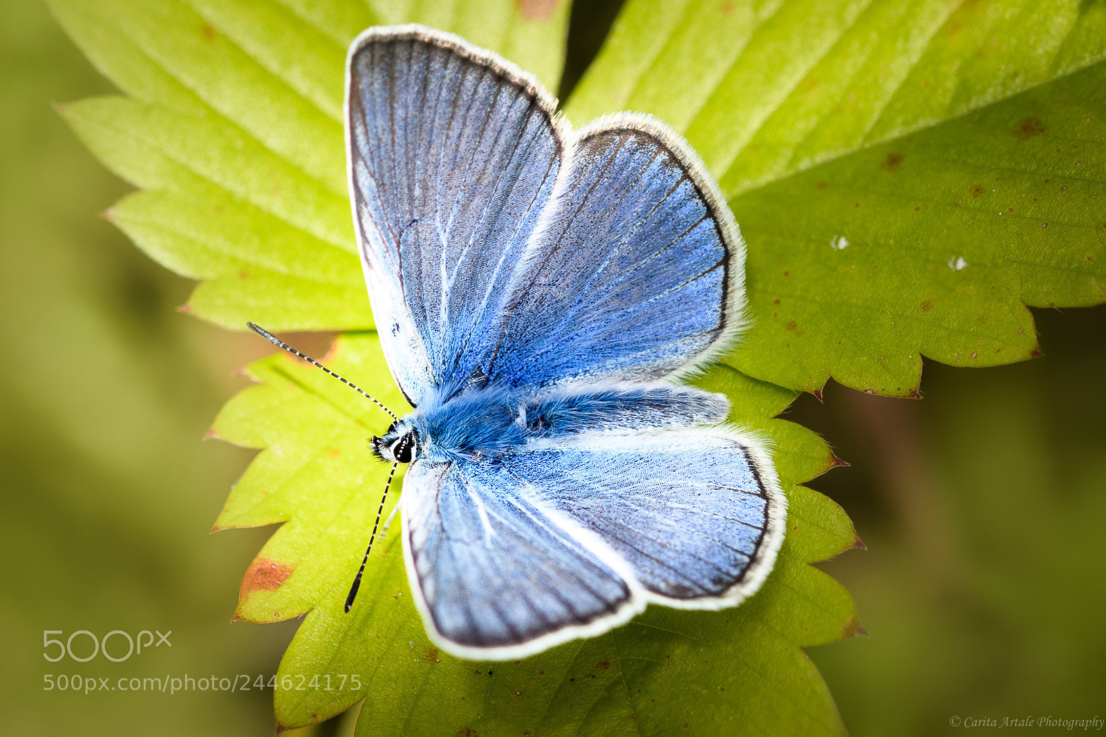 Nikon D500 sample photo. Common blue photography