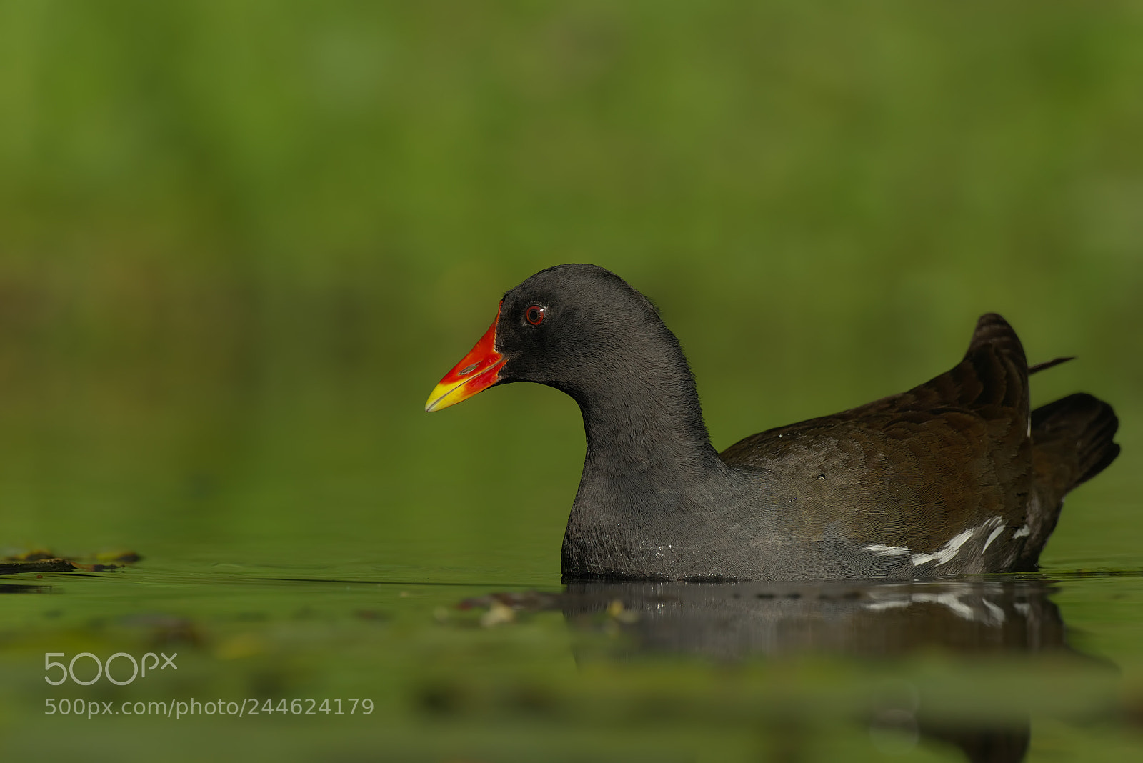 Pentax K-1 sample photo. Gallinula chloropus... photography