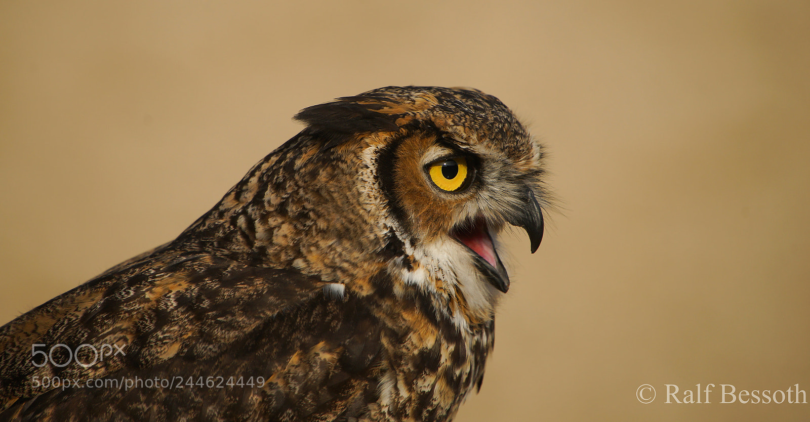 Sony SLT-A99V sample photo. Owl photography