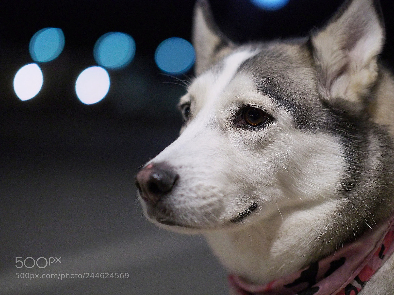 Olympus OM-D E-M10 II sample photo. Pensive puppy photography