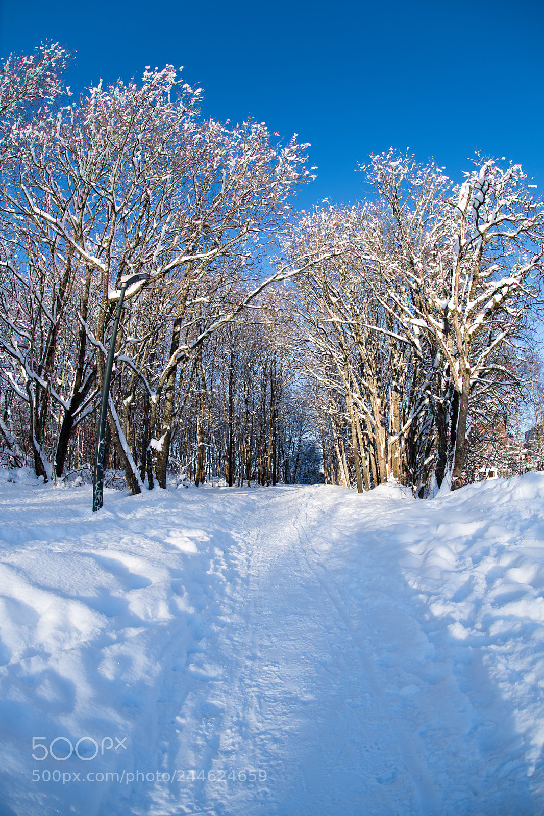 Nikon D850 sample photo. Sunny winterday 5 photography