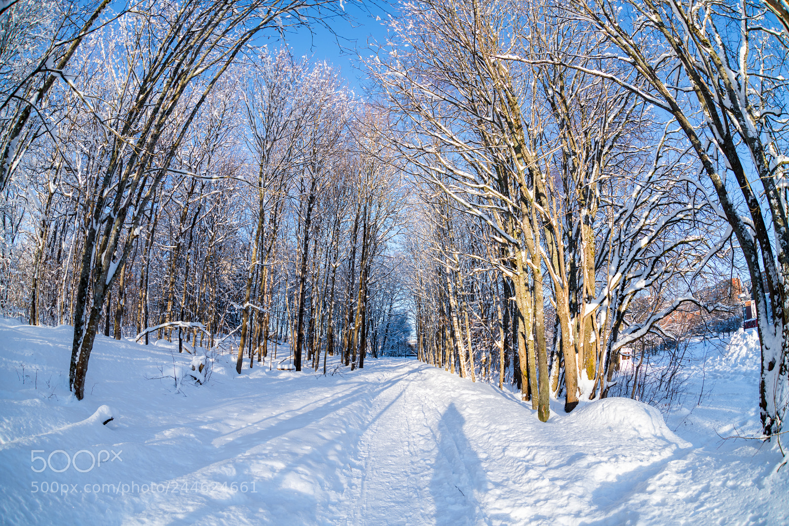 Nikon D850 sample photo. Sunny winterday 4 photography