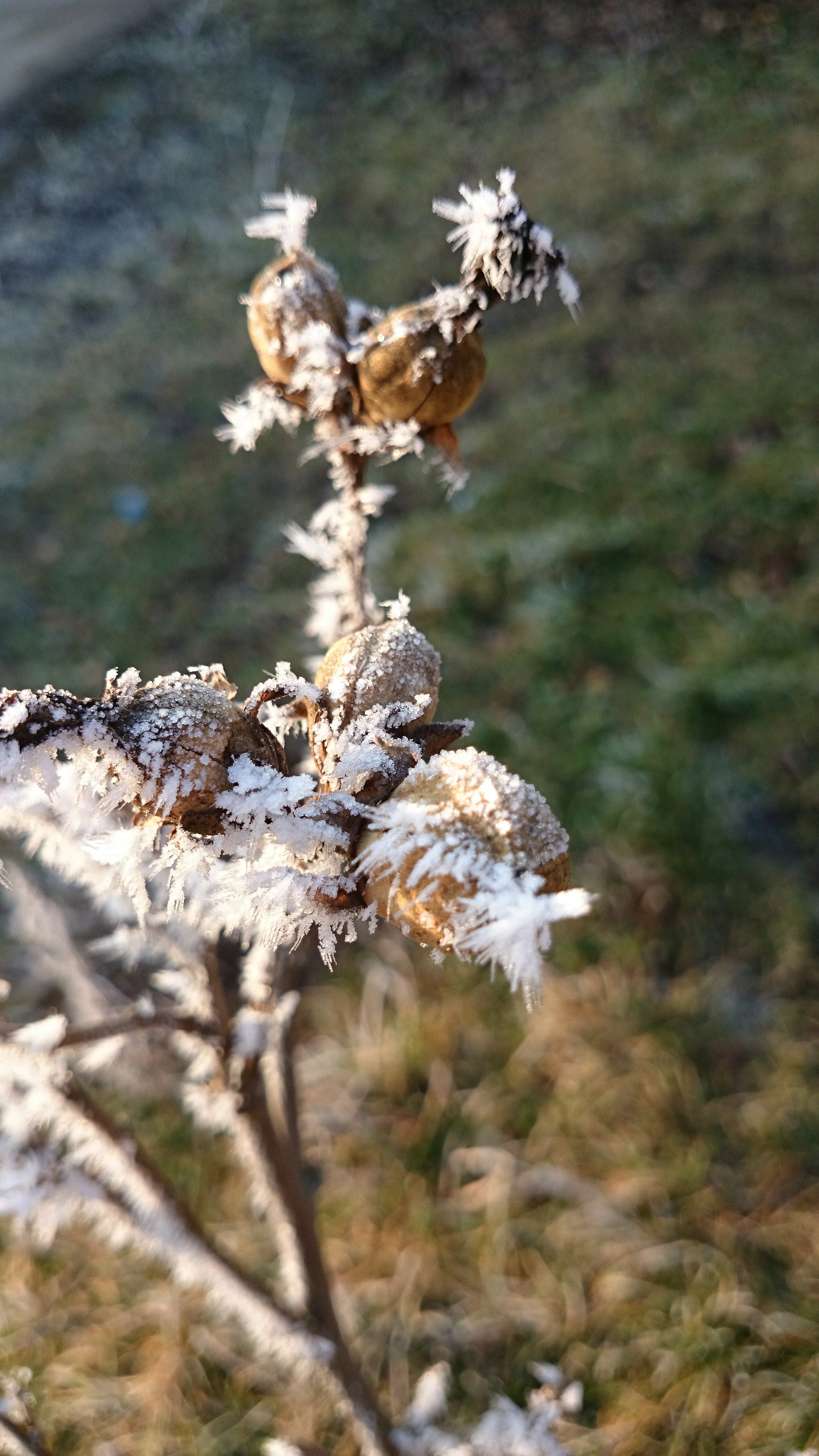 Sony Xperia Z1 Compact sample photo. White frost photography