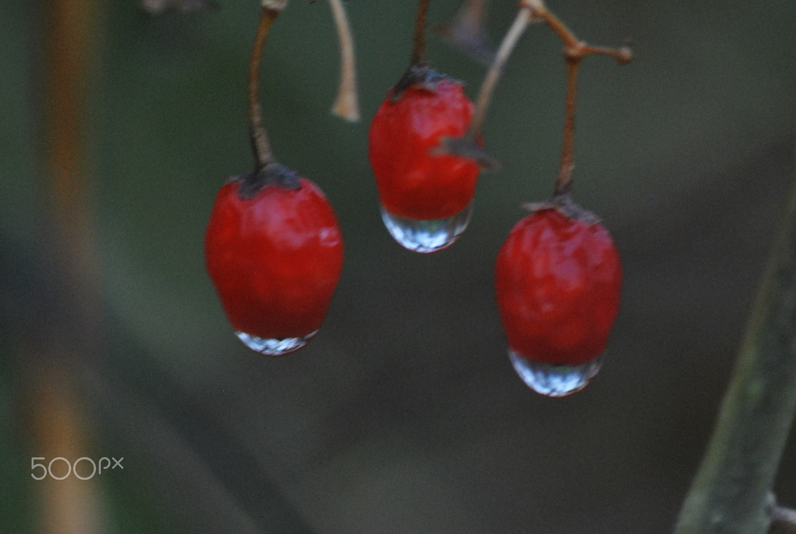 Sigma 70-300mm F4-5.6 APO DG Macro sample photo. Drip..drip..drip photography