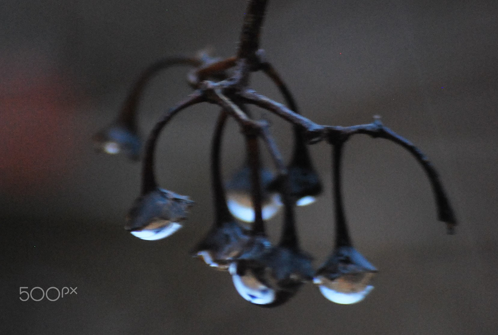Sigma 70-300mm F4-5.6 APO DG Macro sample photo. Ring them bells photography