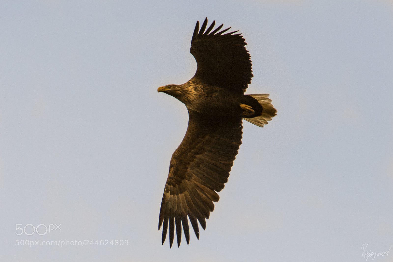 Nikon D800 sample photo. Flying over the forrest photography