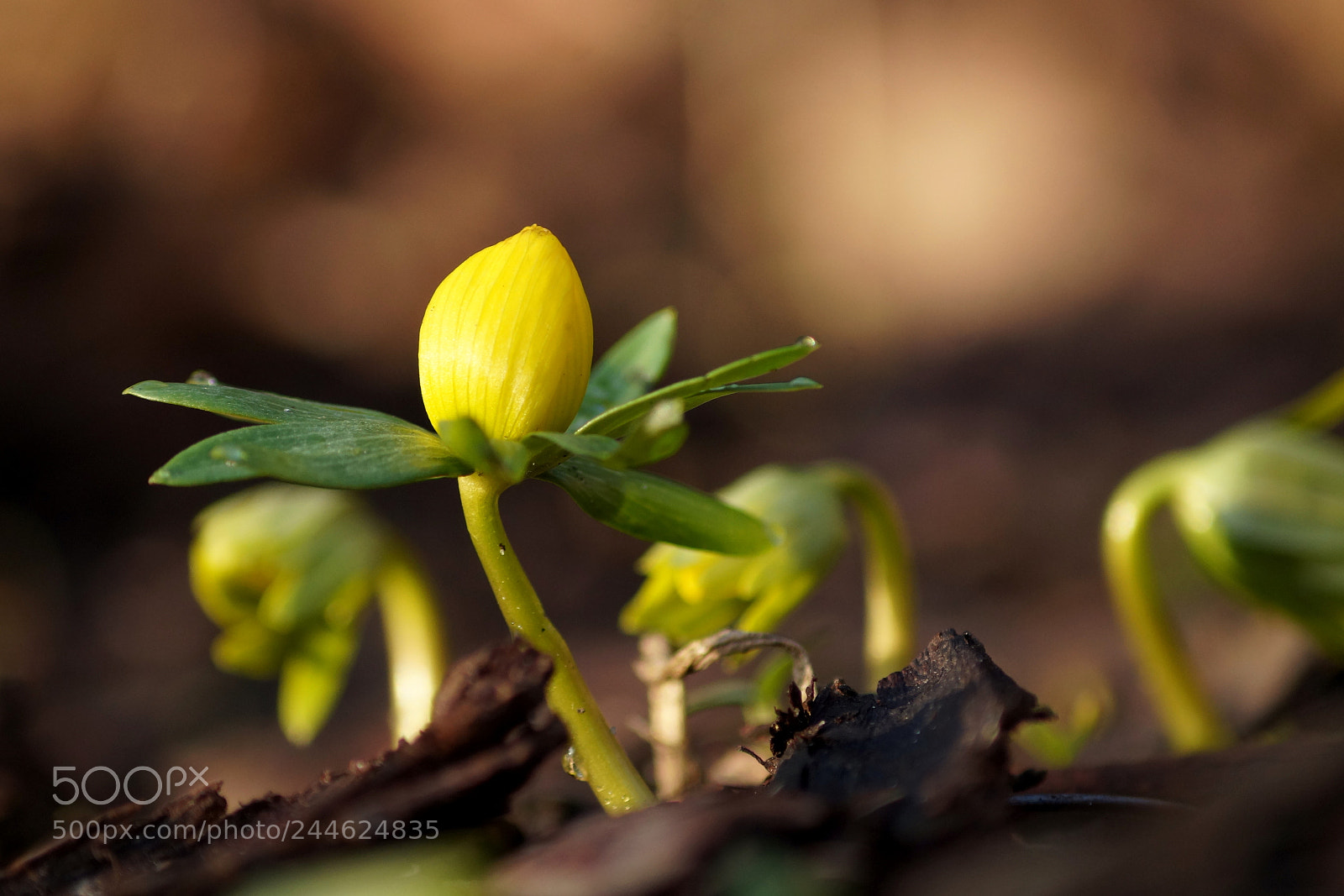 Sony DT 55-200mm F4-5.6 SAM sample photo. Eranthis hyemalis - rannik photography