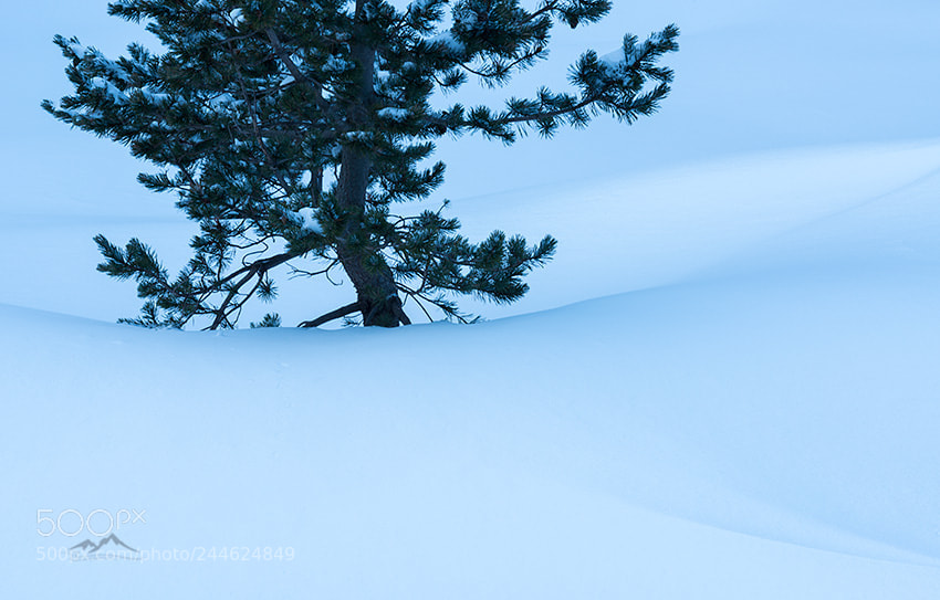 Nikon D800 sample photo. White elegance photography