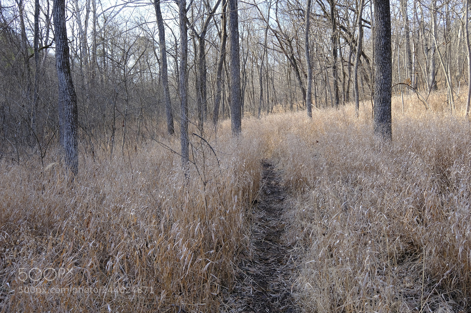 Fujifilm X-Pro2 sample photo. Wildwood winter hike photography