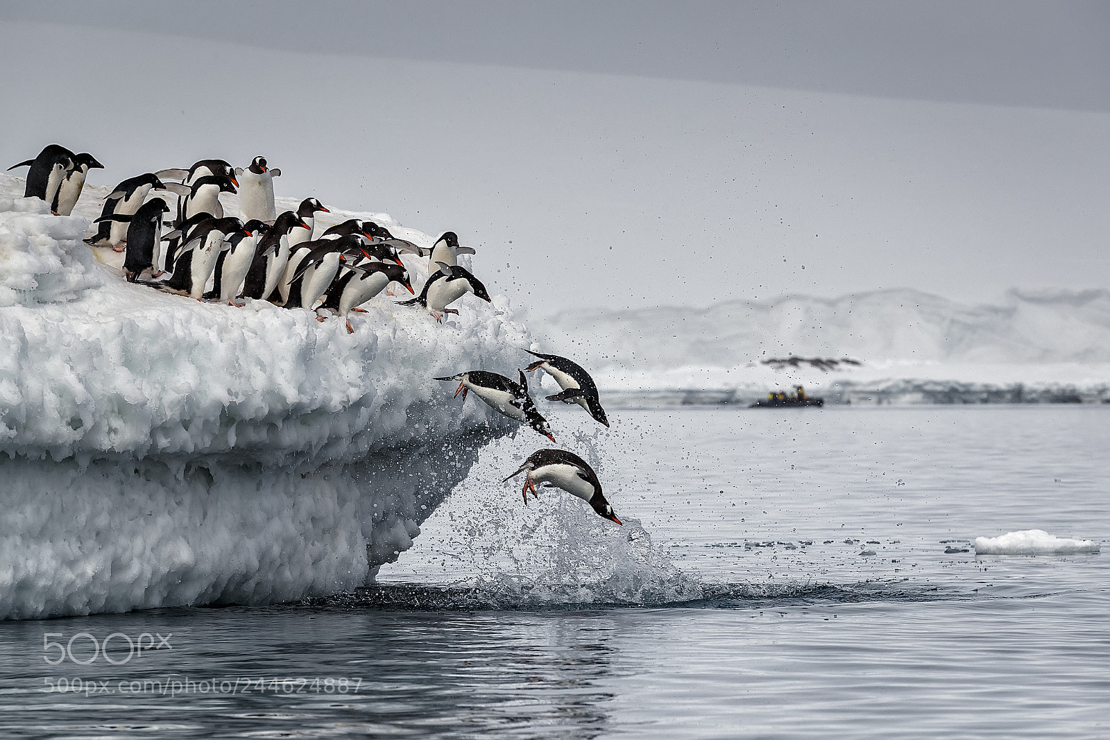 Canon EOS-1D X Mark II sample photo. Penguin jumping kinnes cove. photography