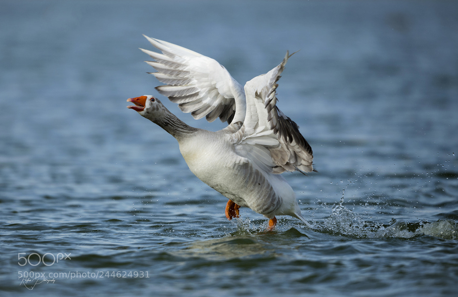Nikon D5 sample photo. Greater white fronted goose ! photography