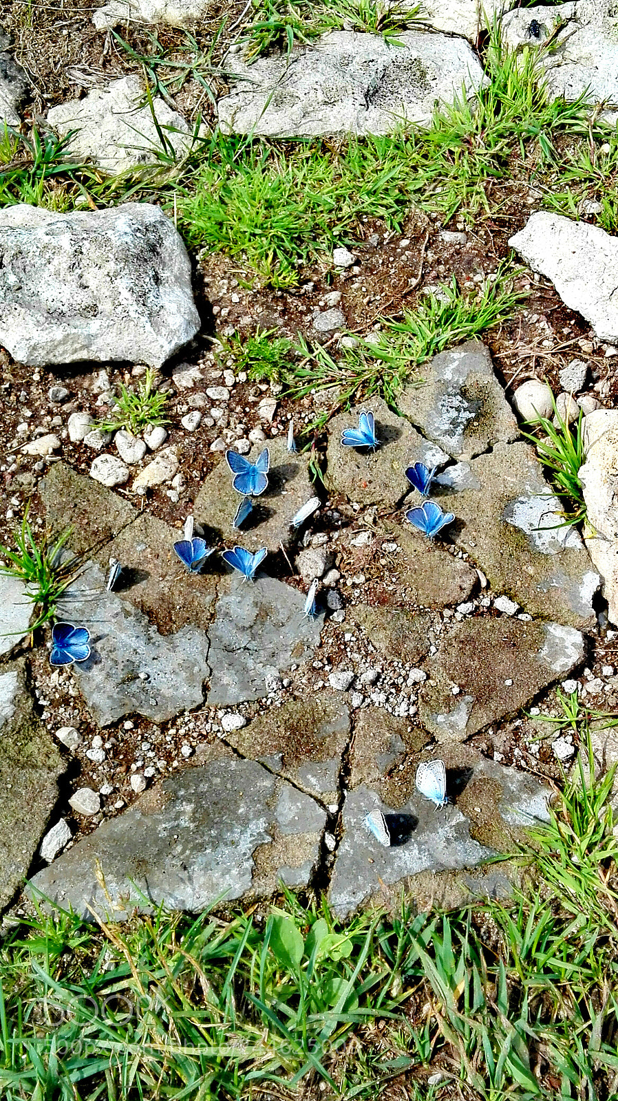 HUAWEI P8 Lite sample photo. Blue butterflies photography