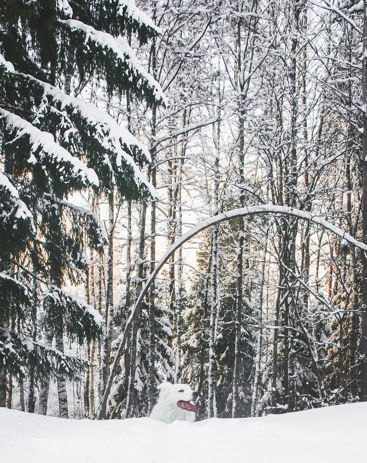 Nikon D600 sample photo. Bongo and the snowy photography