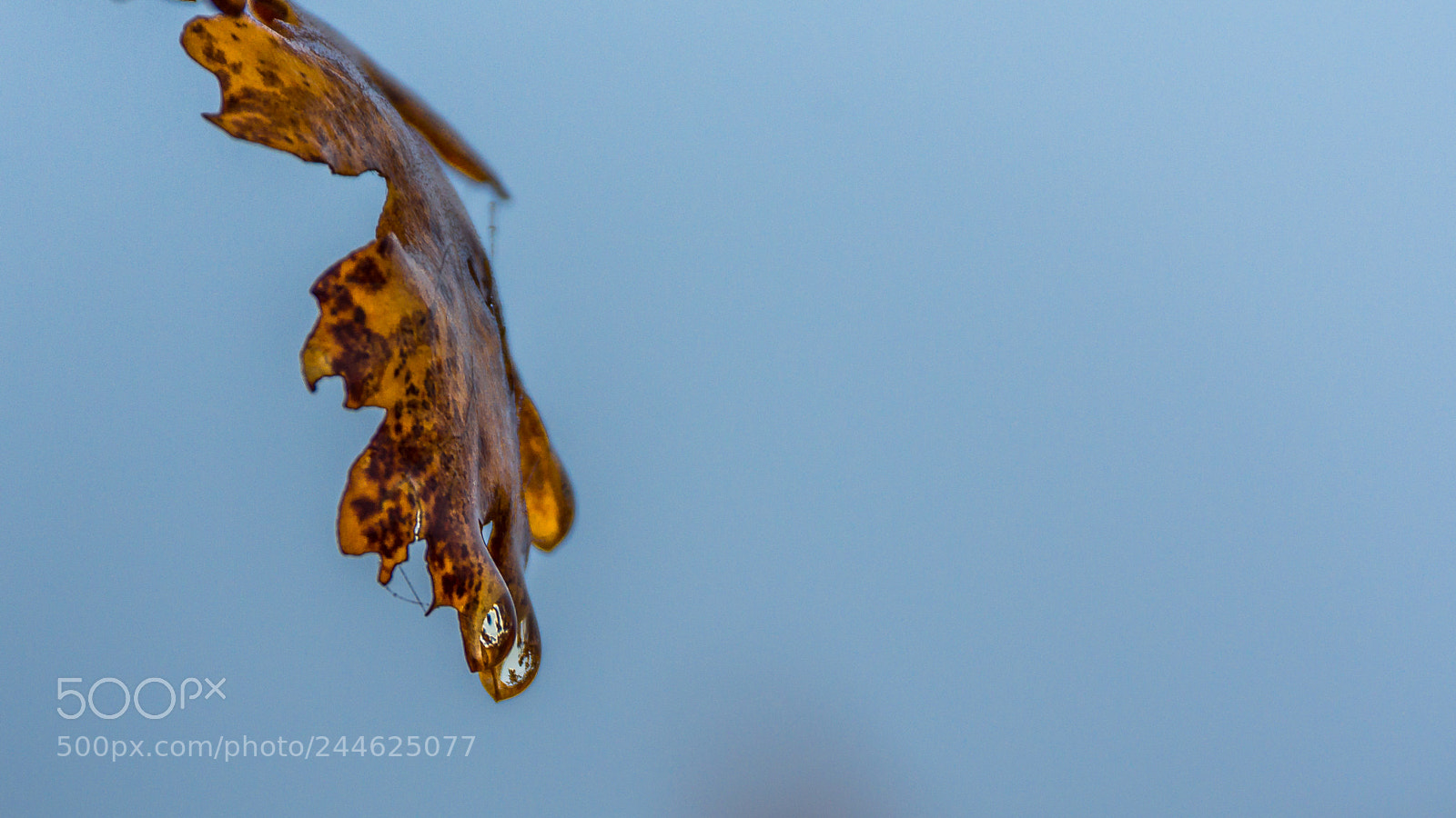 Nikon D7200 sample photo. Dew on a leaf photography