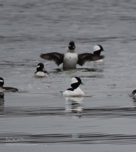 Canon EOS 1300D (EOS Rebel T6 / EOS Kiss X80) sample photo. Bufflehead love photography