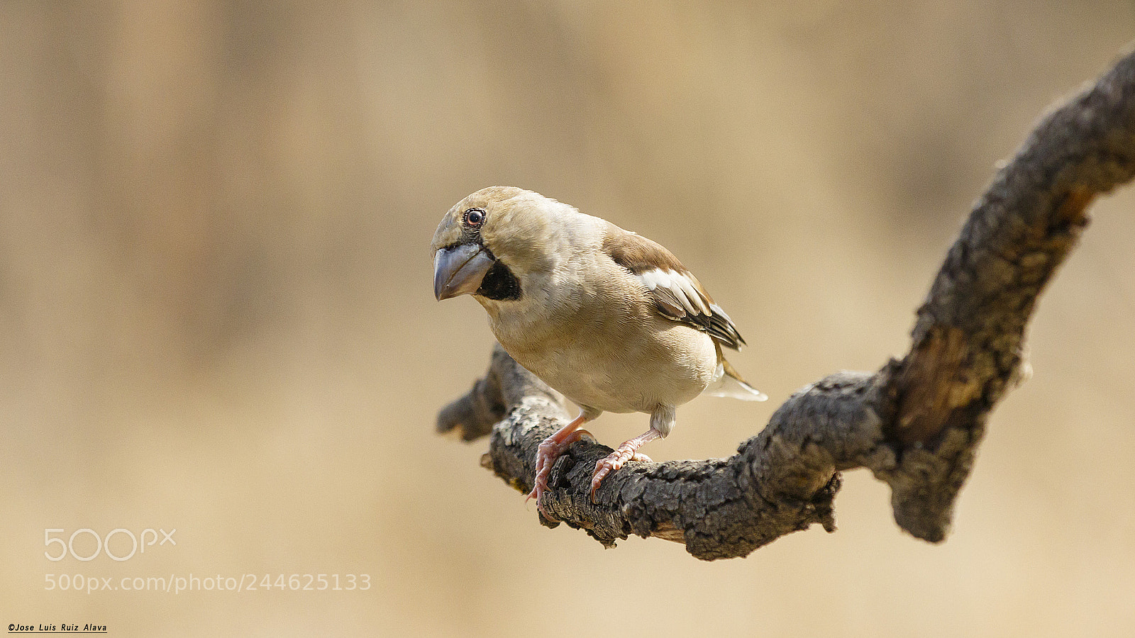 Canon EOS 7D Mark II sample photo. Picogordo (coccothraustes coccothraustes) photography