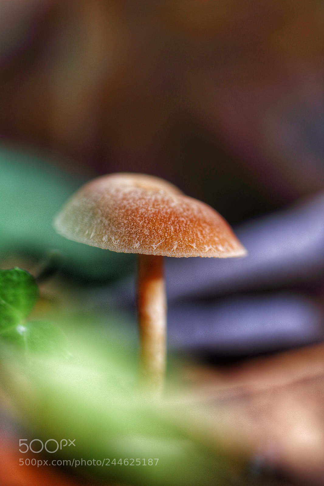 Canon EOS 100D (EOS Rebel SL1 / EOS Kiss X7) sample photo. Mushroom proxyphotography photography