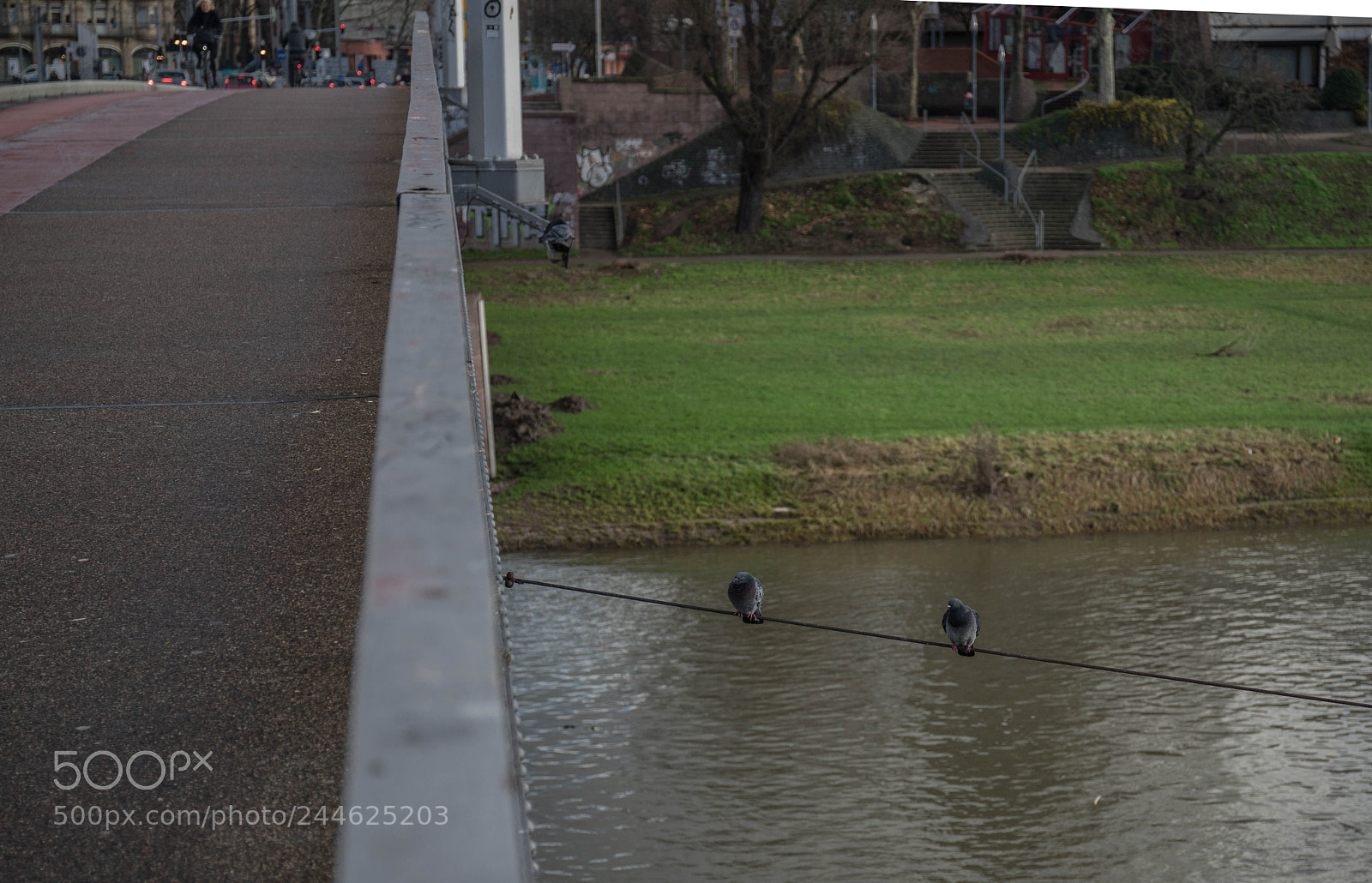 Sony a7R sample photo. Deux pigeons sur un photography