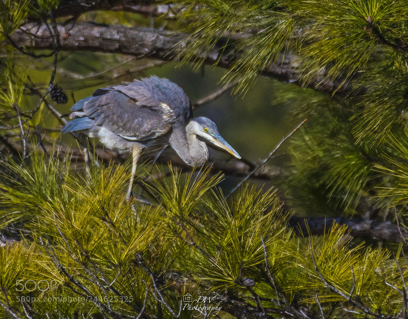 Nikon D500 sample photo. Great blue heron sitting photography