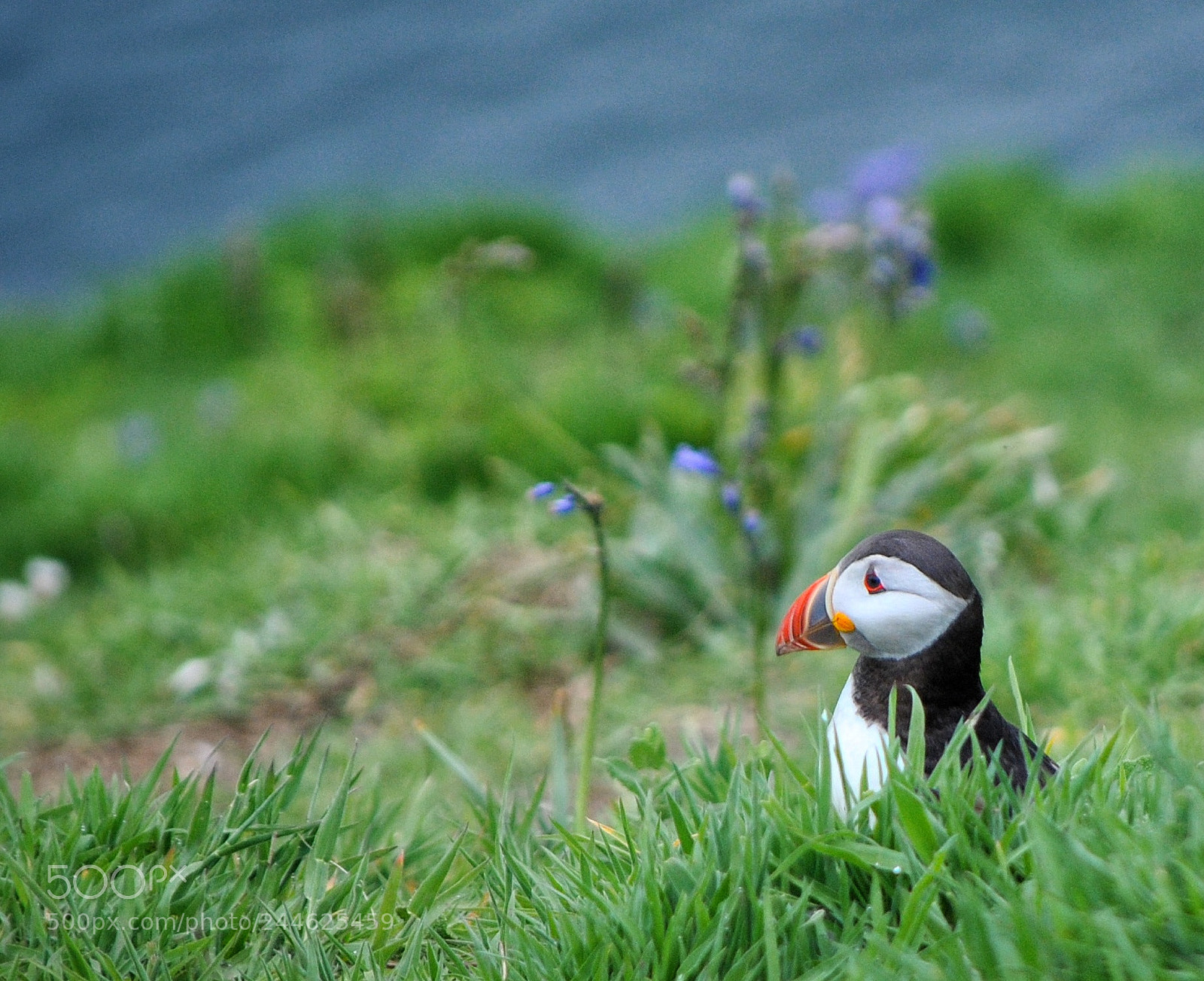 Nikon D3000 sample photo. Puffin on skomer photography
