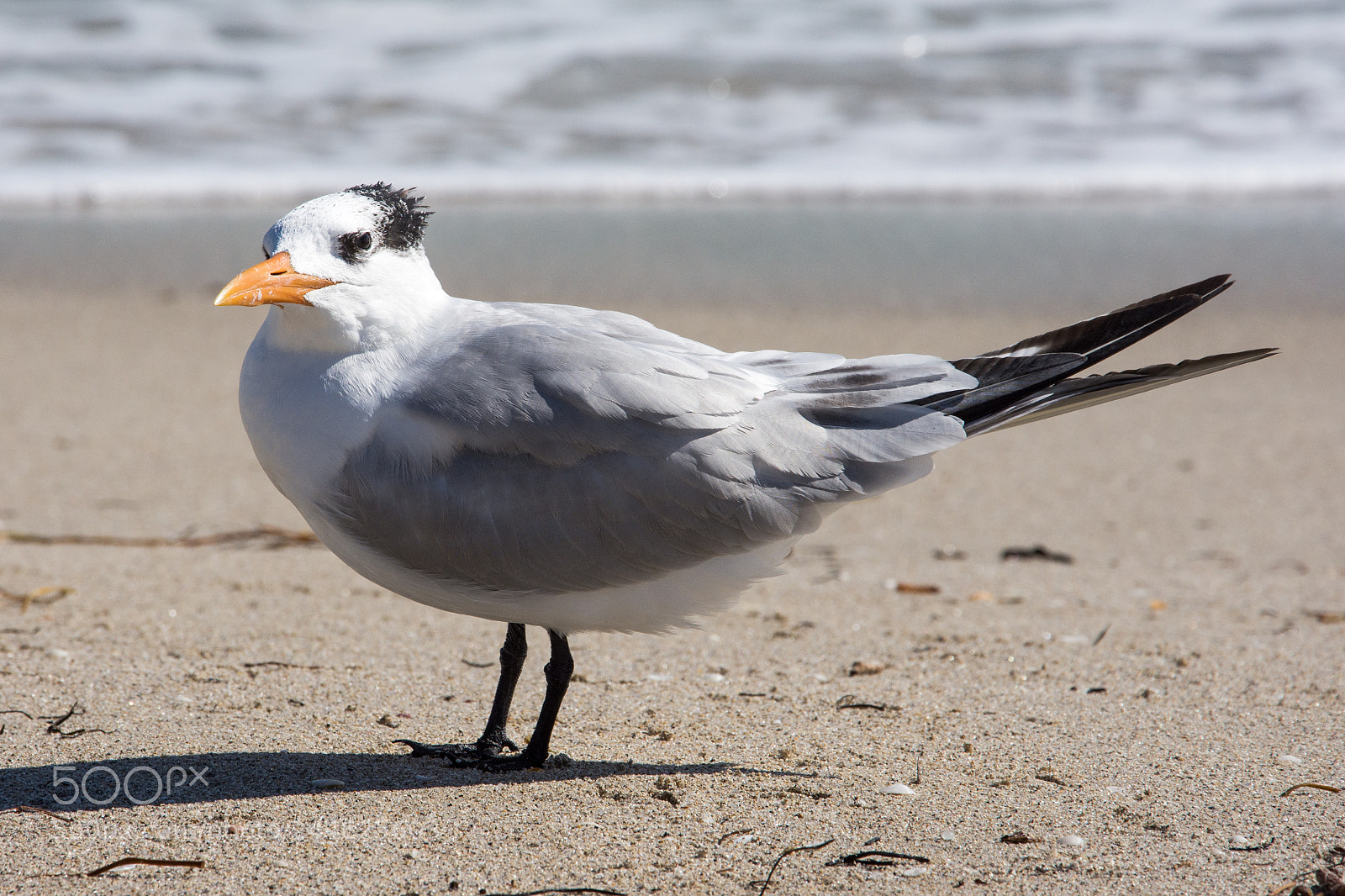 Nikon D7200 sample photo. Royal tern / königsseeschwalbe photography