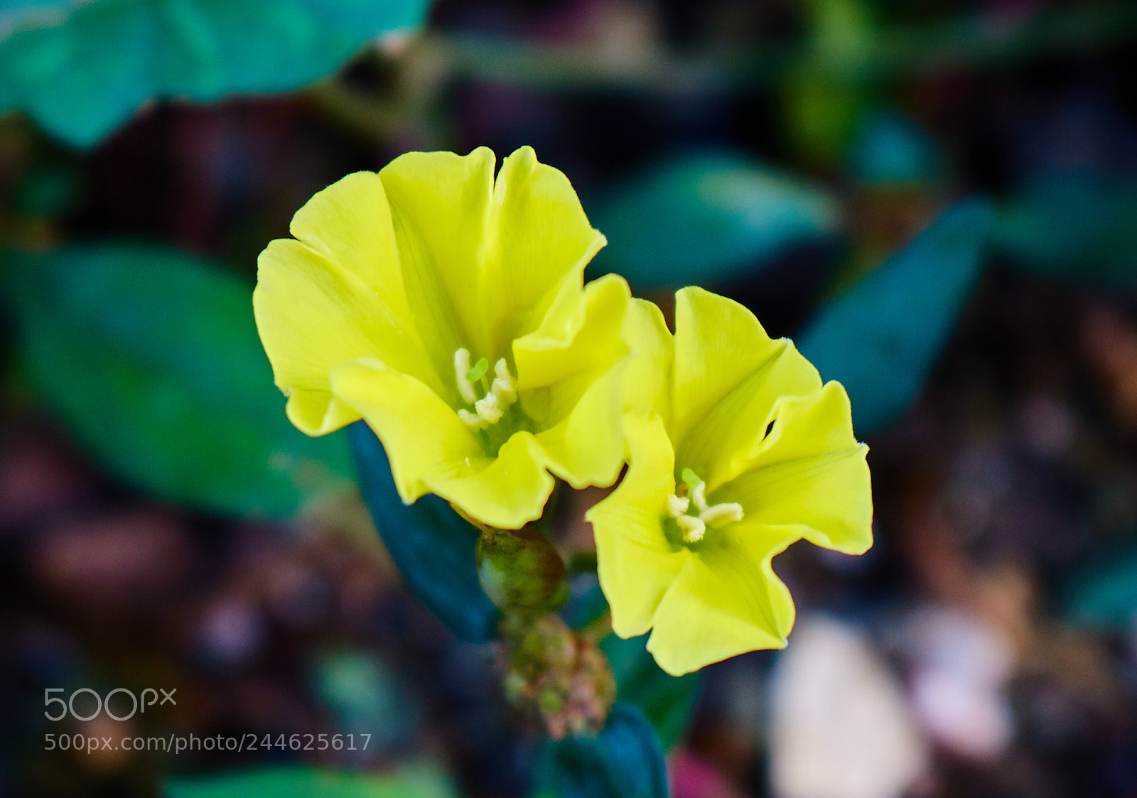 Canon EOS 750D (EOS Rebel T6i / EOS Kiss X8i) sample photo. Yellow flowers photography