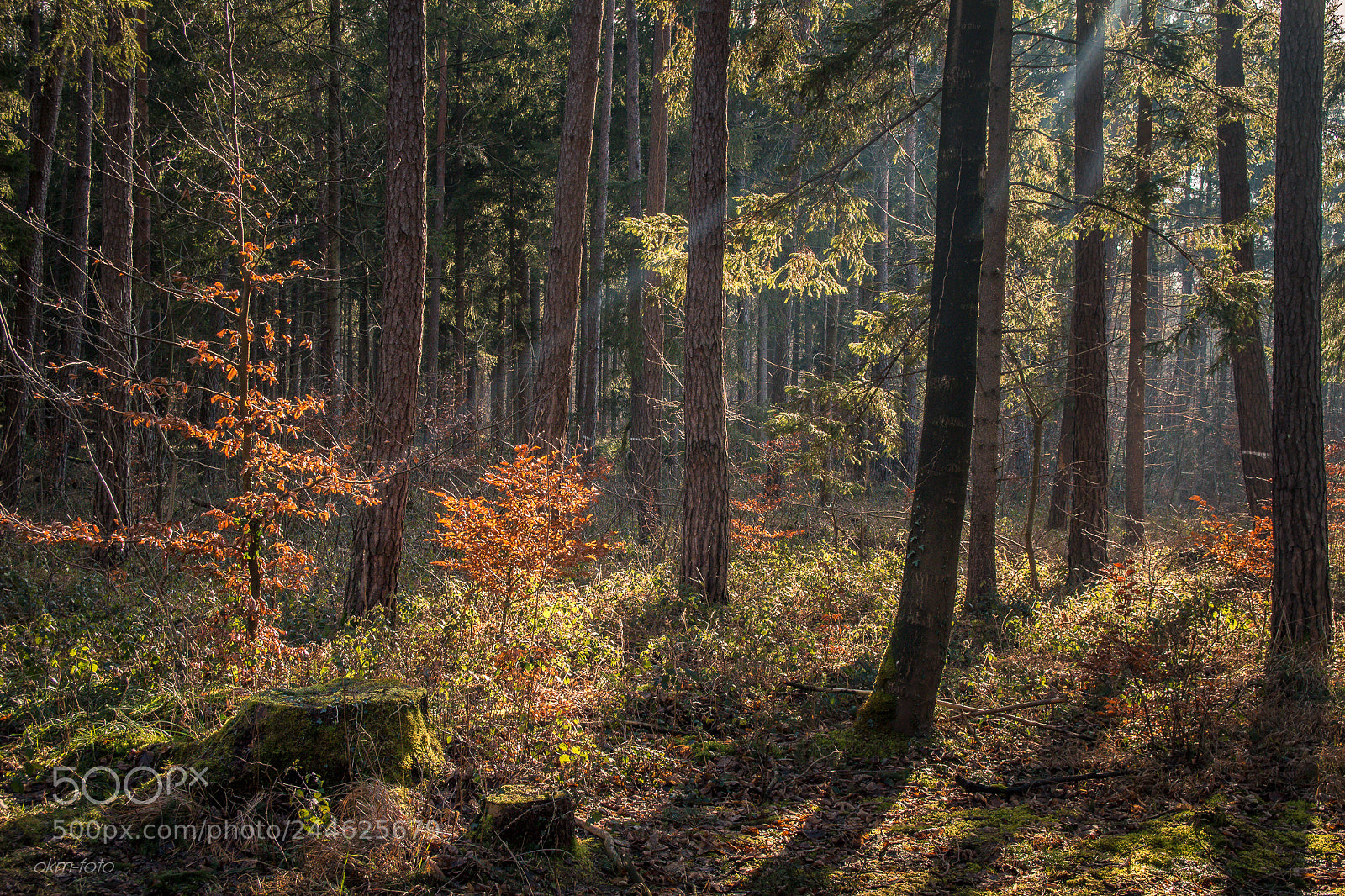 Canon EOS 700D (EOS Rebel T5i / EOS Kiss X7i) sample photo. Sunny forest photography