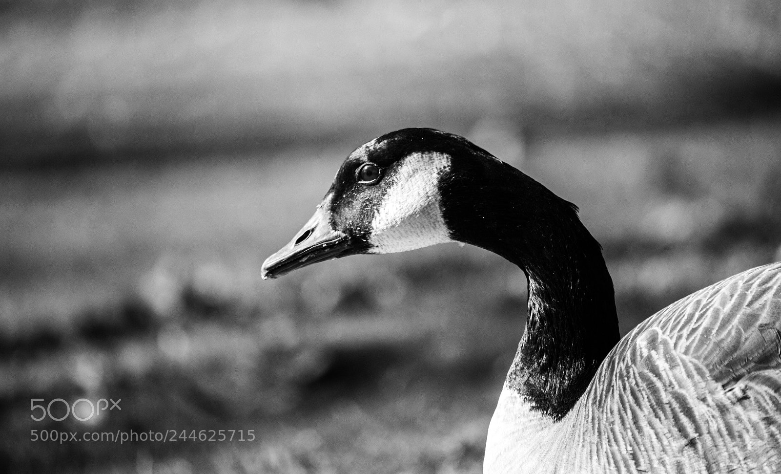 Canon EOS 700D (EOS Rebel T5i / EOS Kiss X7i) sample photo. Bw_candian_goose photography
