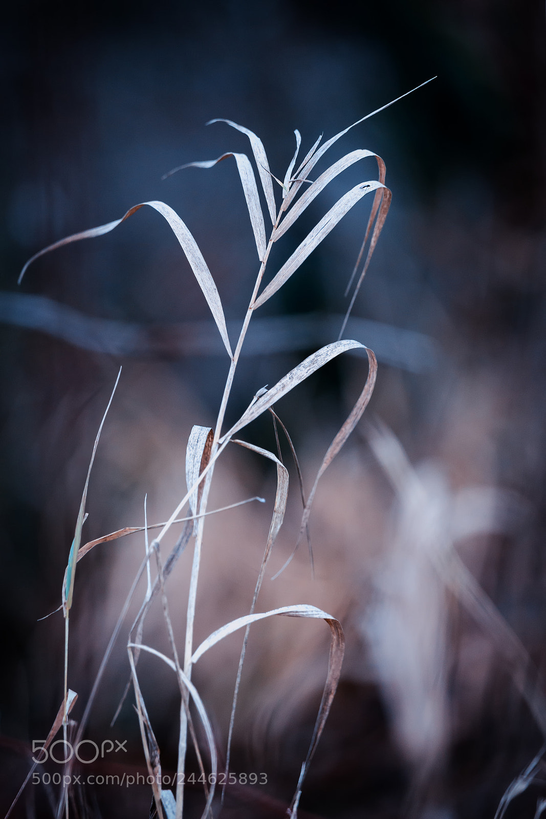 Sony SLT-A99V sample photo. Blade of grass photography