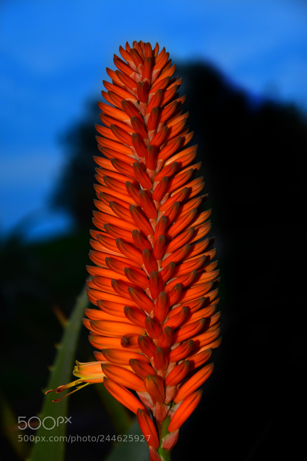 Nikon D7200 sample photo. Untitled photography