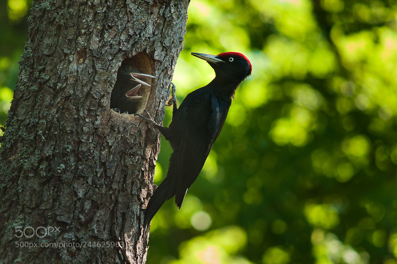 Nikon D90 sample photo. Woodpecker part iii photography