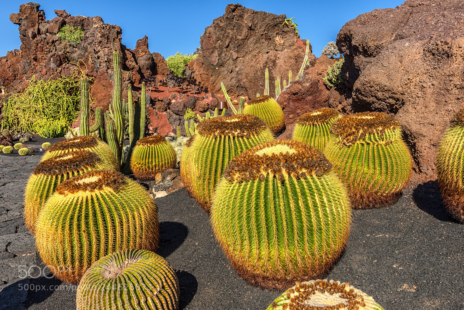 Nikon D800 sample photo. Spiny balls photography