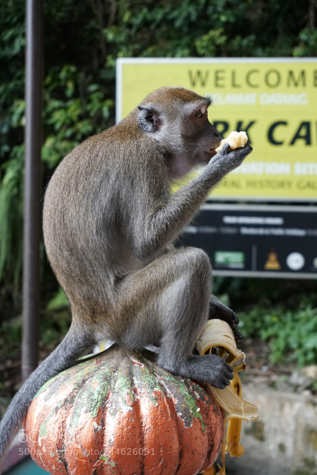 Sony a6300 sample photo. Astonished monkey photography